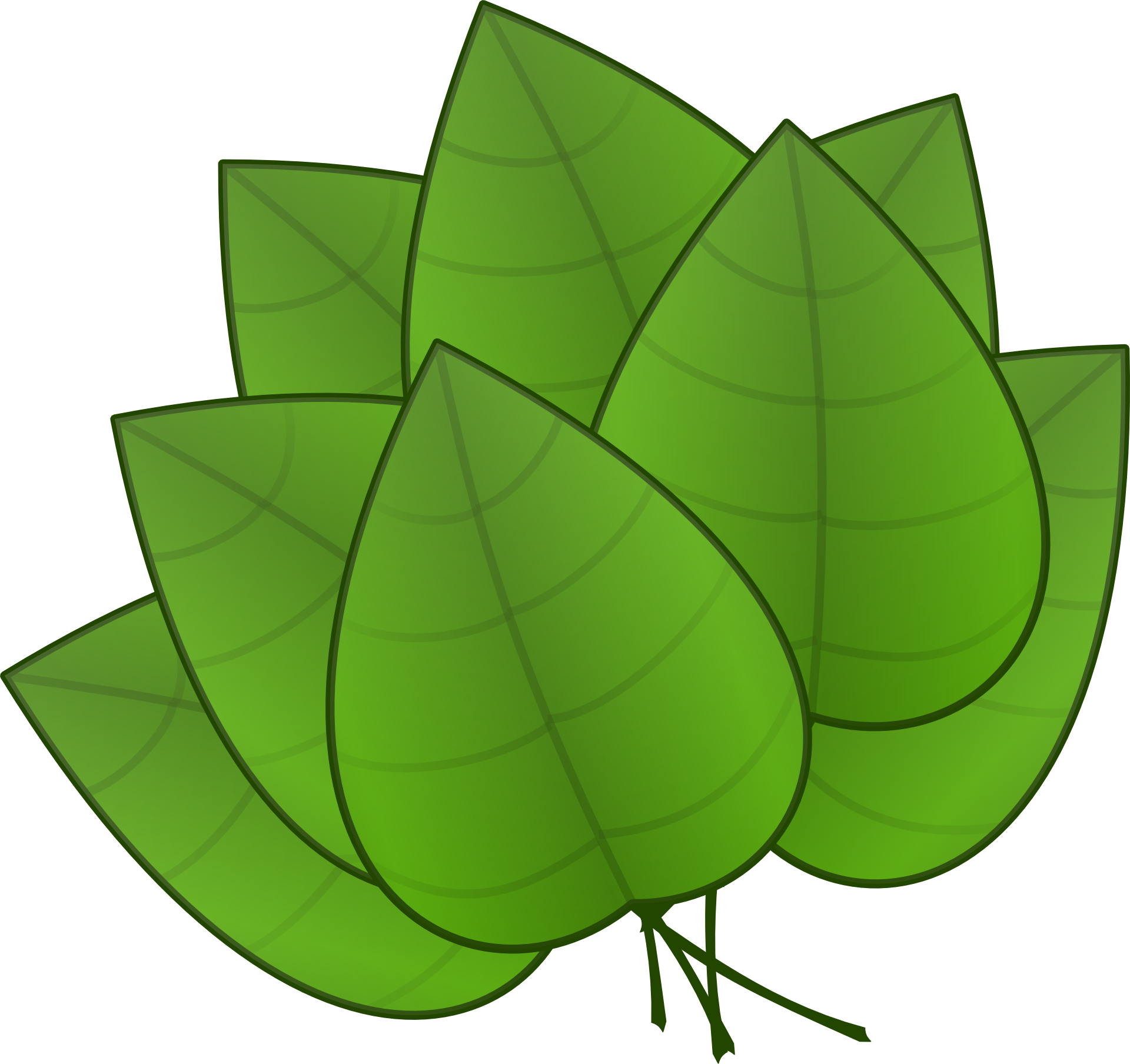 Beautiful green leaves vector