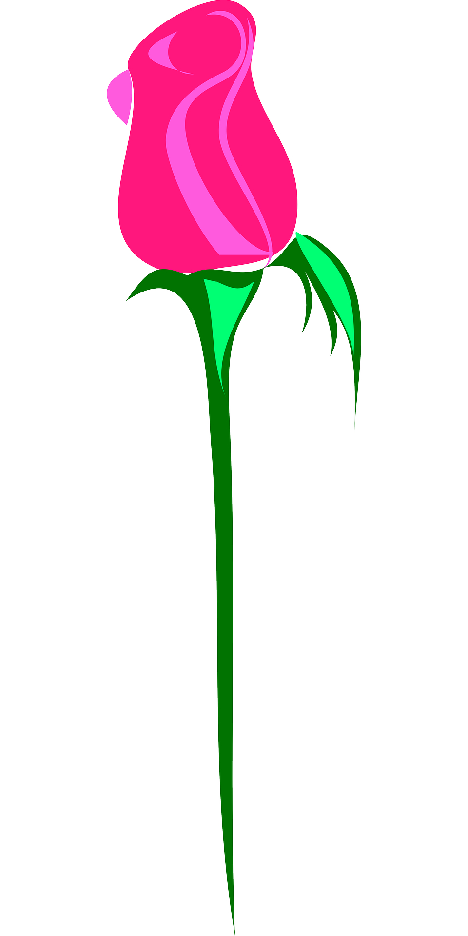 Beautiful pink rose,flower vector