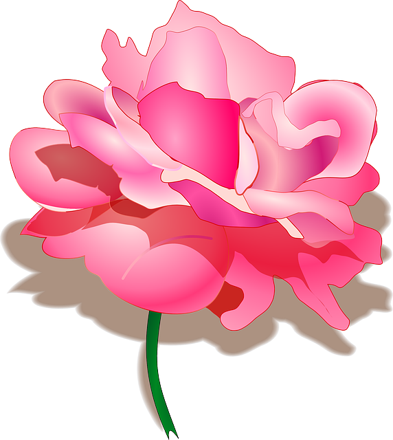 Free flowers vector-pink rose