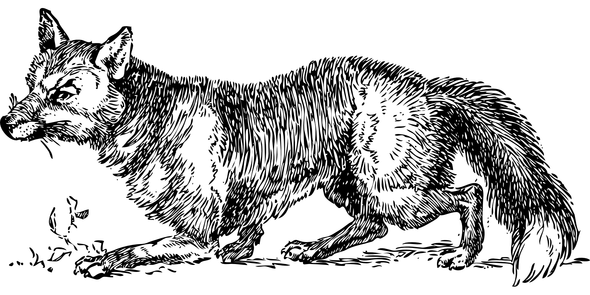 Hand Drawing animal,wolf outline vector