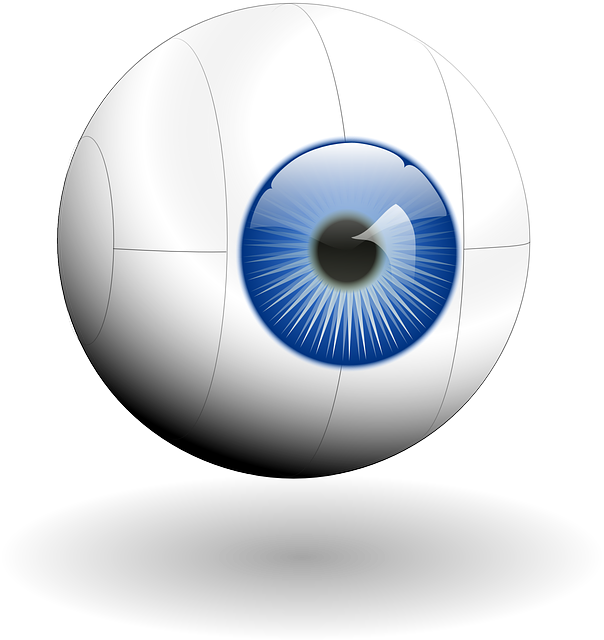 Eye-eyebulb vector
