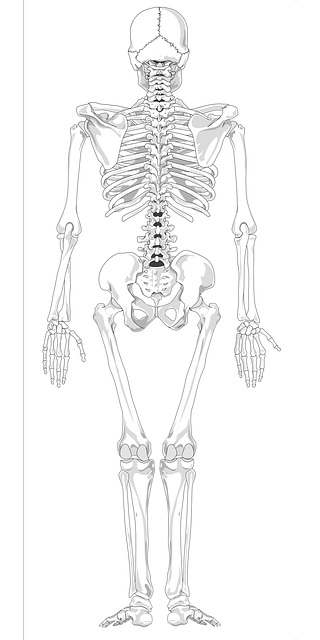 Human skeleton vector