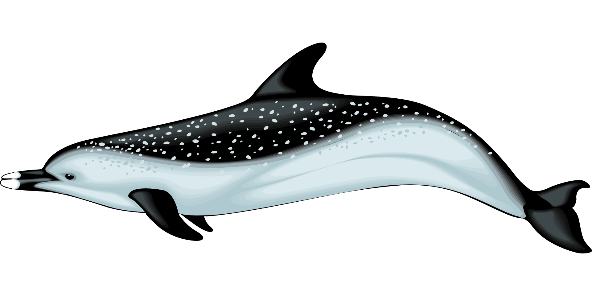 Marine animal,black blue dolphin vector