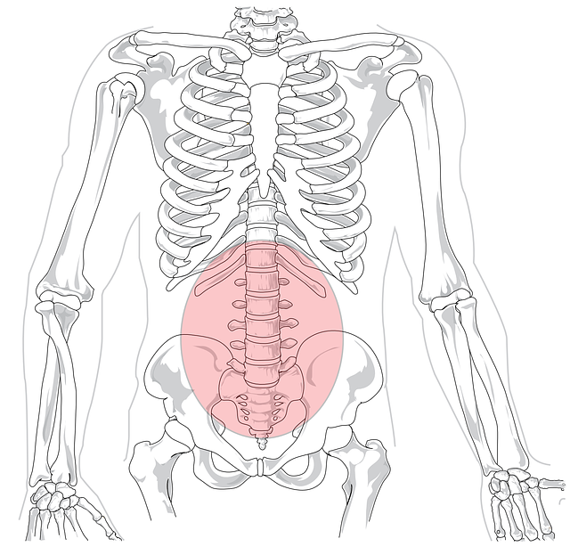 Science human skeleton free vector