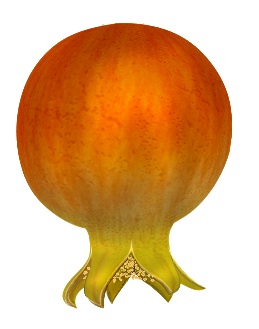 Free Pomegranates Vector PNG (1)