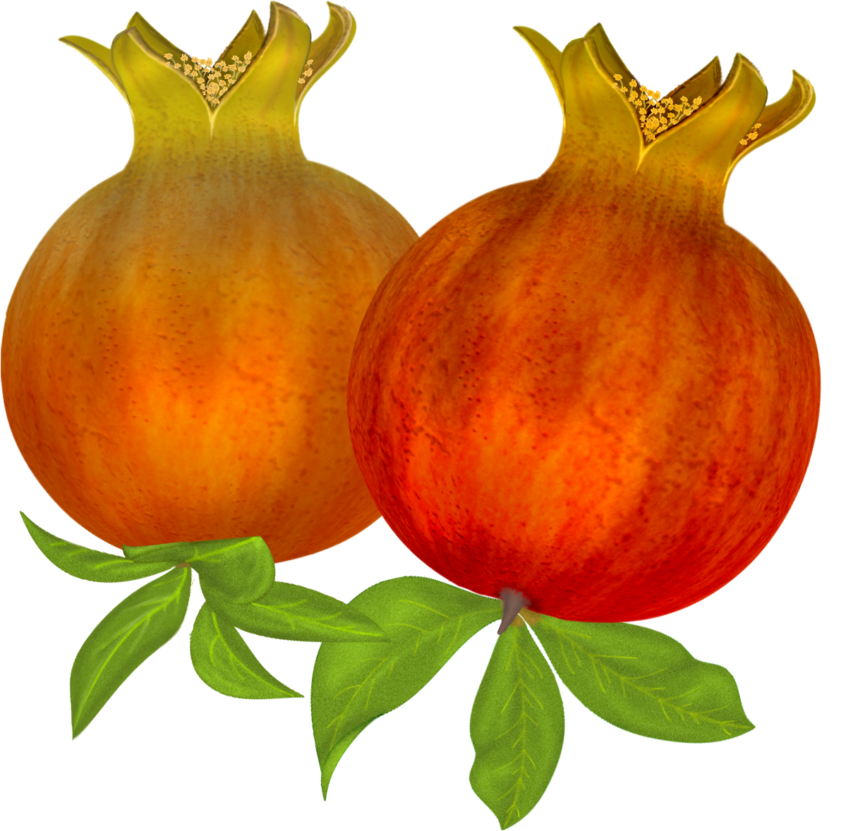 Free Pomegranates Vector PNG (10)