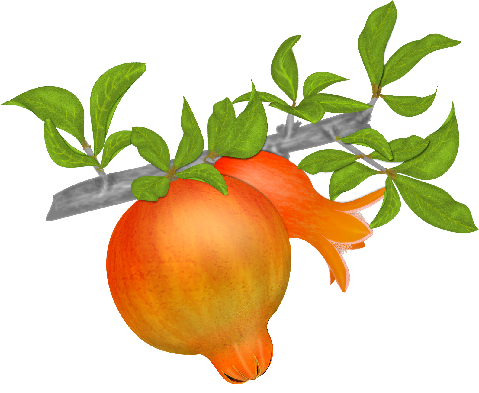 Free Pomegranates Vector PNG (11)