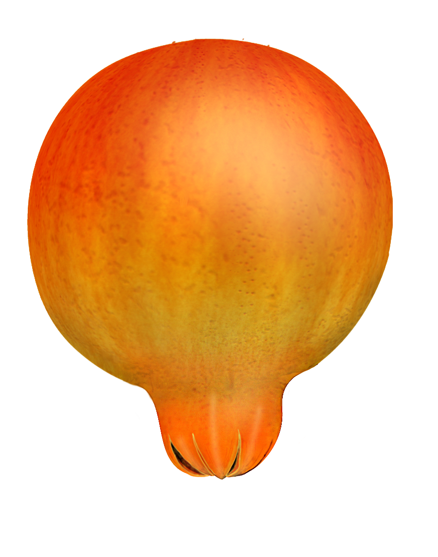 Free Pomegranates Vector PNG (2)