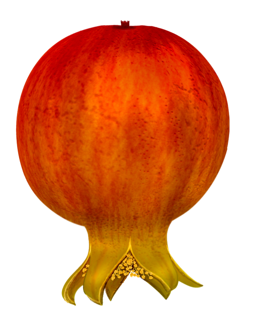 Free Pomegranates Vector PNG (3)