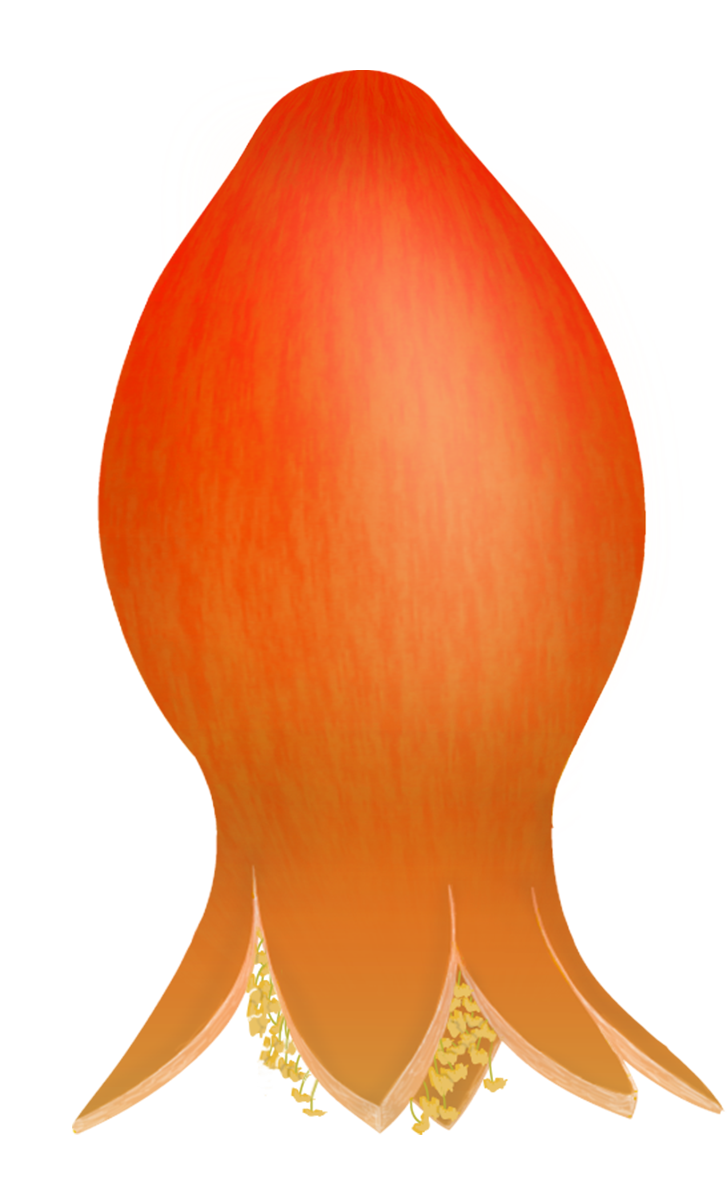 Free Pomegranates Vector PNG (5)