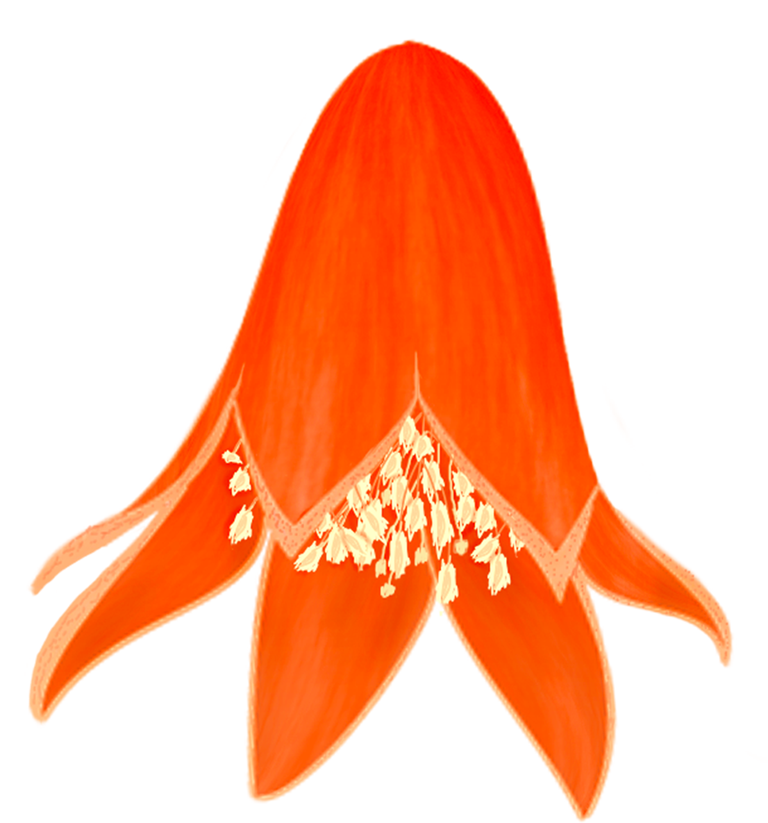 Free Pomegranates Vector PNG (6)