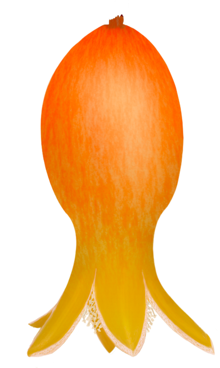 Free Pomegranates Vector PNG (7)