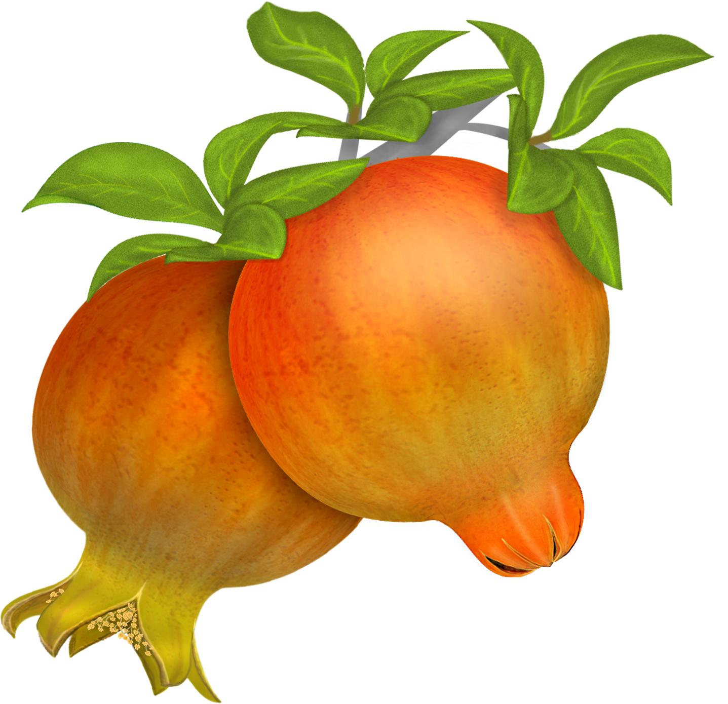 Free Pomegranates Vector PNG (8)