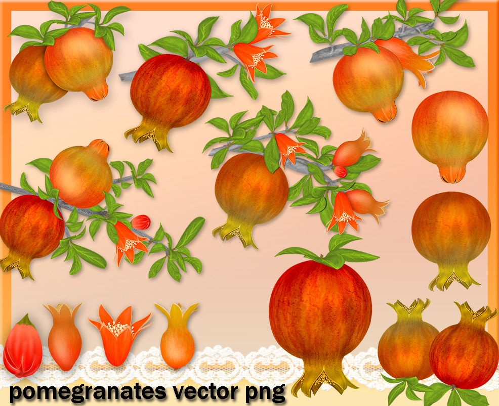 Free Pomegranates Vector PNG