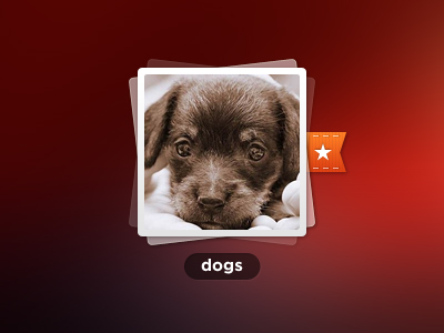 Funny Dog PSD Photoshop