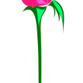 Beautiful pink rose,flower vector