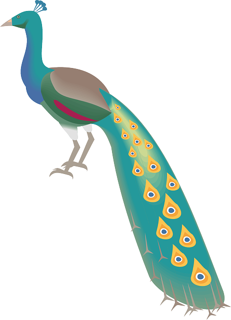 Cartoon animal,bird,peacock vector