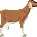 Cartoon animal,brown goat vector