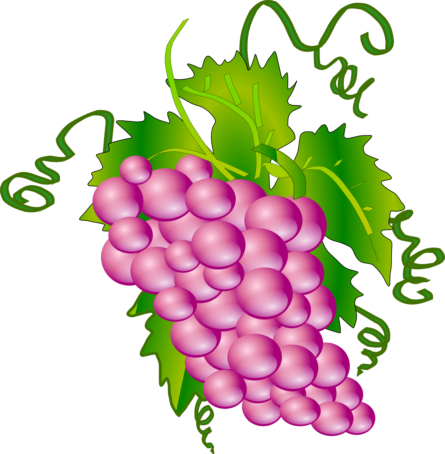 Fruit,vitis vinifera,cartoon grape vector