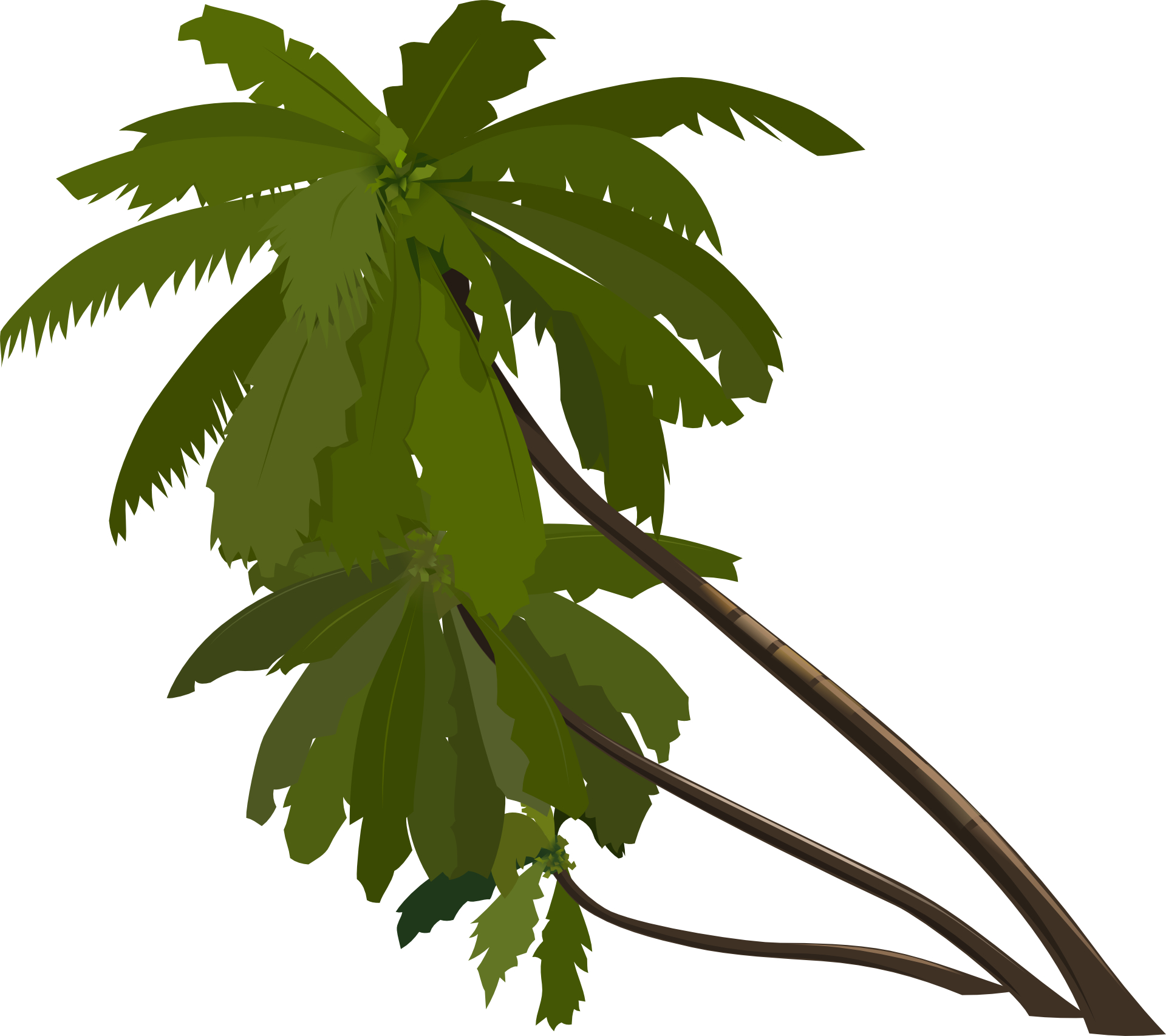 Green plant,palm tree vector download