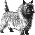 Hand drawing animal,dog vector