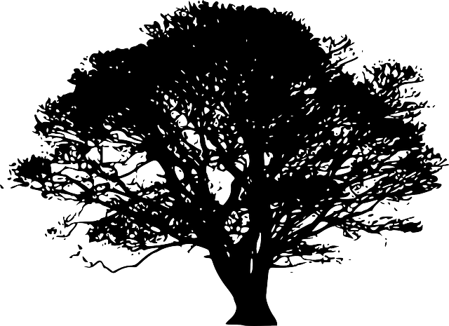 Outline of the tree vector