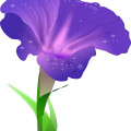 Purple morning glory,dewdrop,flower vector