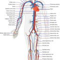 Scientific illustration-human body vector