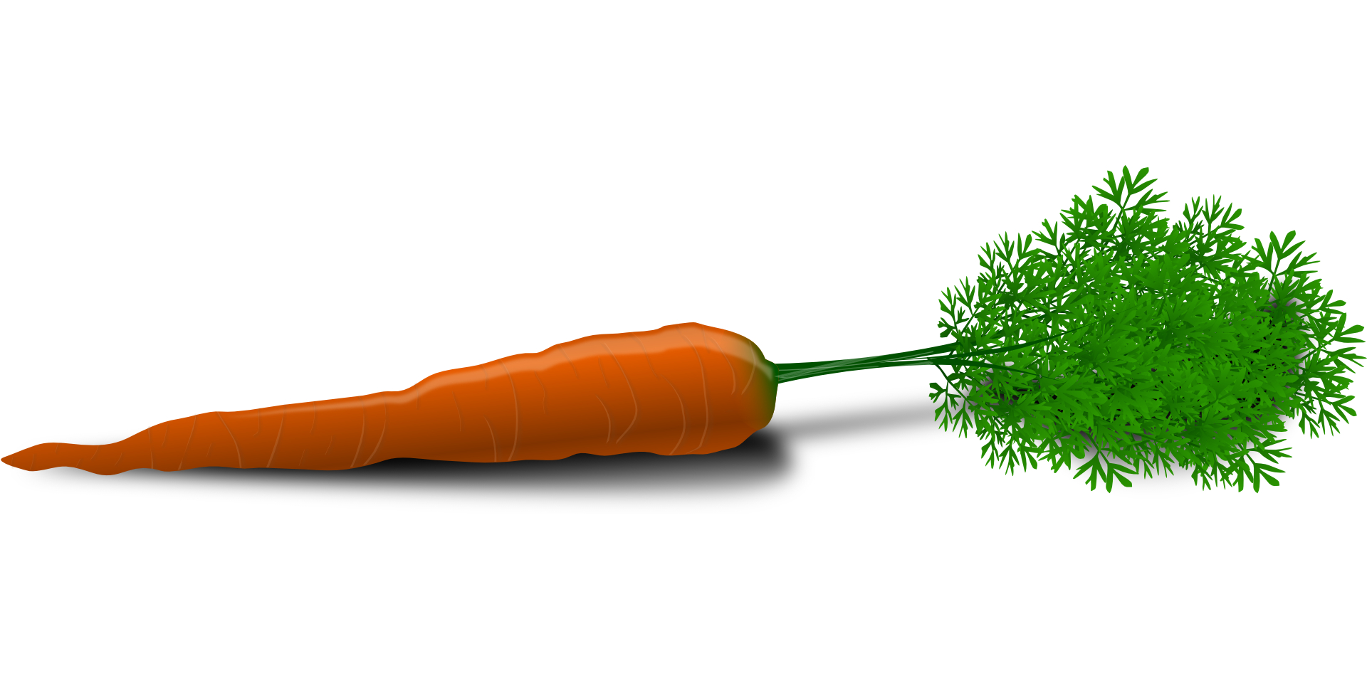 Carrot root,vegetable vector