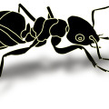 cartoon animal,black ant outline,insect vector