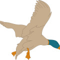 cartoon animal,brown bird,mallard vector