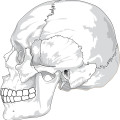 cranium vector-skull outline