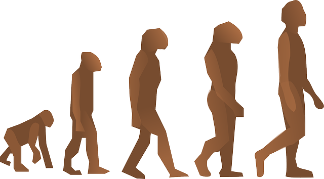 human evolution image free vector