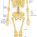 human skeleton vector