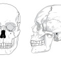 human skeleton,skull vector