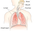 science diagram,lungs,diaphragm,nose,mouth,trachea