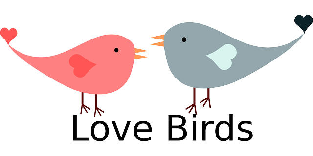 valentine love birds free vector