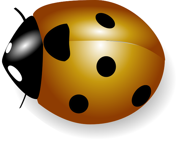 Seven-spotted ladybugs vector