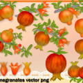 Free Pomegranates Vector PNG