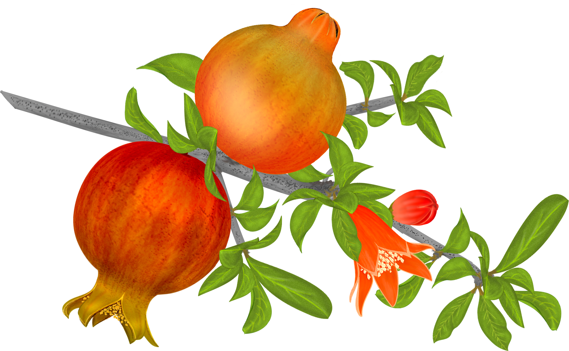 Free Pomegranates Vector PNG (13)