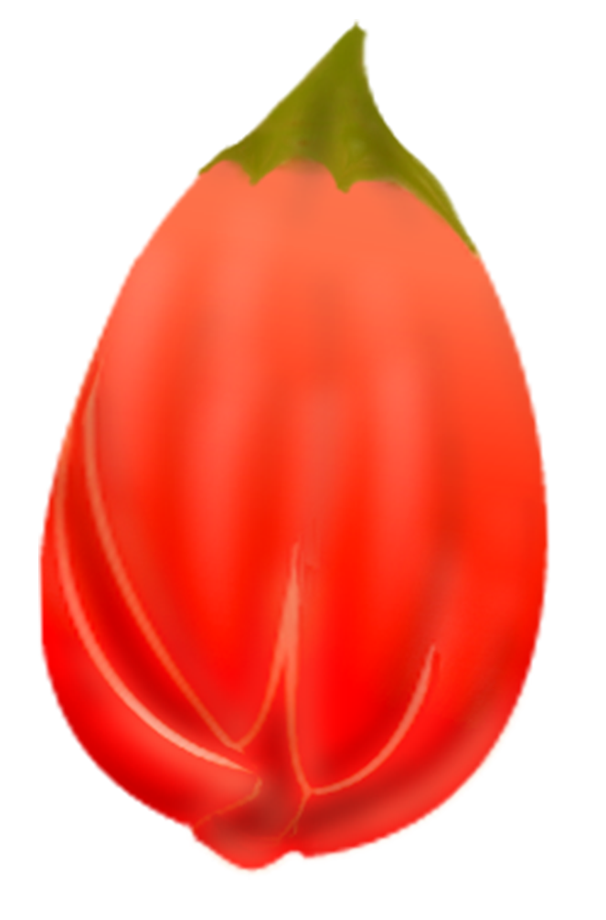 Free Pomegranates Vector PNG (4)