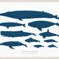 Free Vector illustration Whales,Narwhal,Porpoise,Manatee