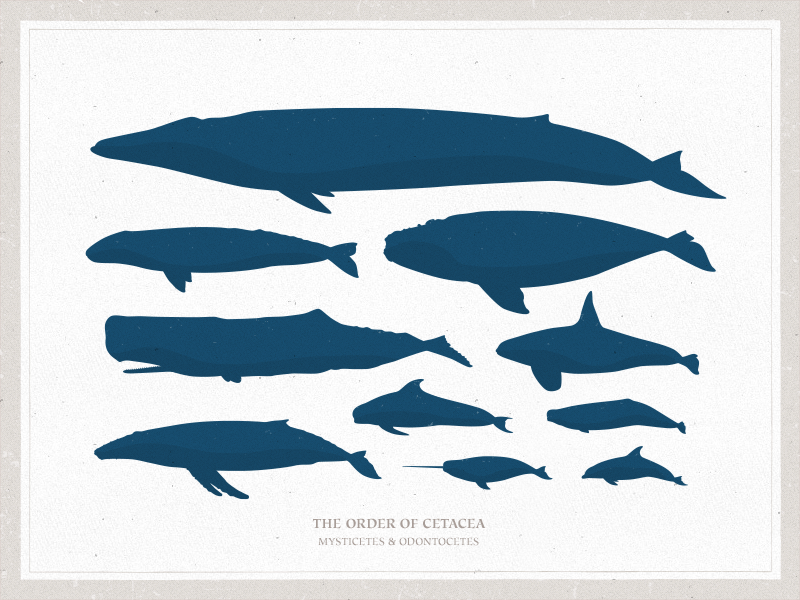 Free Vector illustration Whales,Narwhal,Porpoise,Manatee